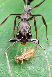 With a quick snap of the jaw O. bauris can  stun prey.  Click here to see videos of ants hurtling themselves to safety.