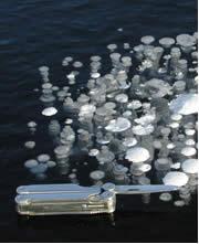 Methane bubbles trapped in lake ice during the first few days of ice formation on a Siberian thermokarst lake in October 2003.