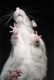 A rat's movement troubles can be almost completely cured with transplants of fresh neurons.