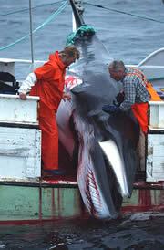 Iceland has had a scientific whaling programme for years.