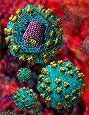Retroviruses, of which HIV is a modern example, infiltrated our genome long ago.