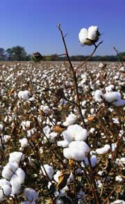 Field of dreams? Engineered cotton could make clothes and food at the same time.