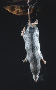 A diving shrew gets ready to track down its prey.
