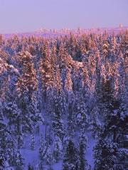 The darkness of trees helps to absorb heat that empty snow fields would reflect.
