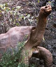 Lonesome George shows no interest in mating — but he has never met a female of his own kind.