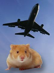Hamsters on viagra could deal more easily with the jetlag of going from New York to Paris.