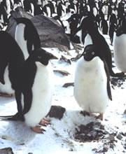 Old eggs show Adélie penguins switched from fish to shrimp 200 years ago.