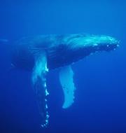 It's a mystery why large animals such as whales aren't ridden with tumours.