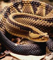 Snakes can lower their resting metabolic demands by up to 72%, while staying alert.