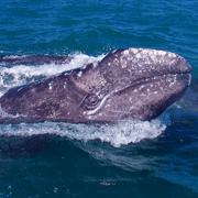 Going hungry? If the whale populations are smaller now than in the past, then why are they running out of food?