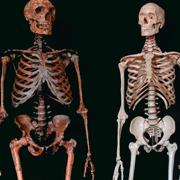 Just the two of us: Did Homo sapiens (right) wipe out neanderthals (left)