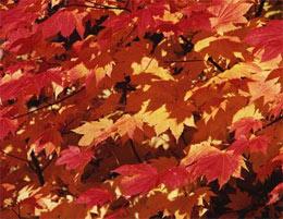Why Autumn Leaves Turn Red Nature News