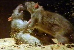 Image result for images of two rats fighting
