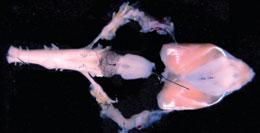 The isolated brain and larynx of the Xenopus frog can be used to study vocalization.