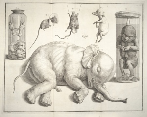 Albertus Seba made enough money as owner of a pharmacy to indulge his true passion. Among Seba’s final acquisitions was the elephant fetus, which was either sold or given to him by the Dutch West India Company. 