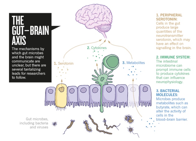 The tantalizing links between gut microbes and the brain : Nature News & Comment