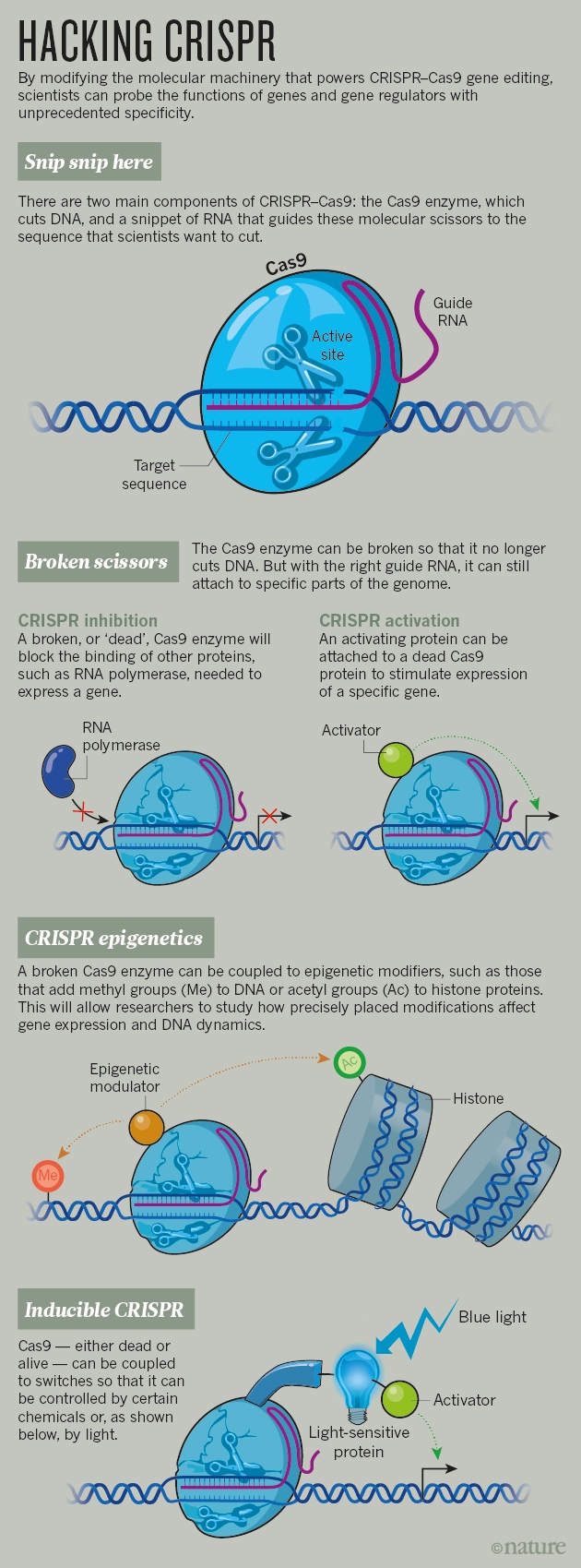 Crispr Gene Editing Is Just The Beginning Nature News Comment