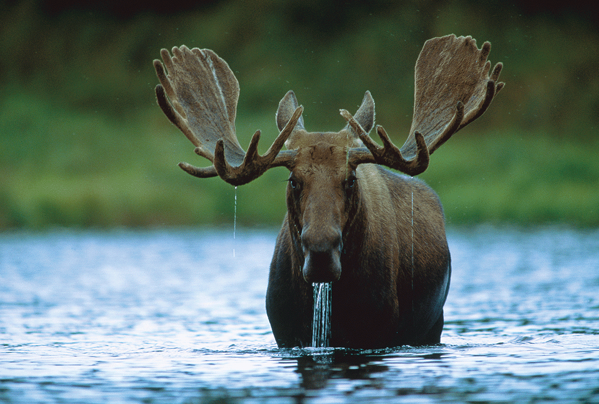 moose.gif : Nature News & Comment