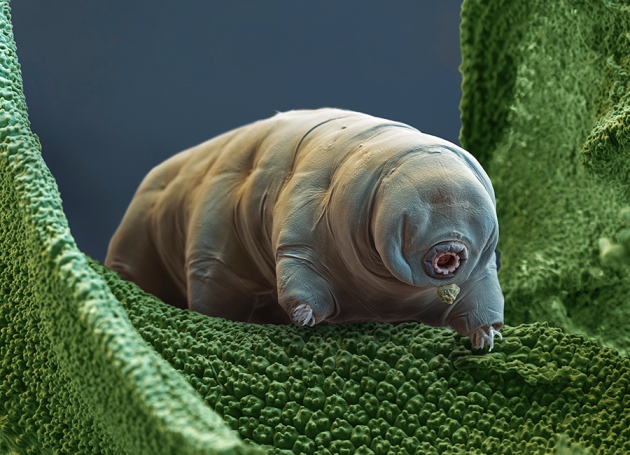 Image result for tardigrade protecting dna