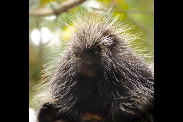 Barbs make porcupine quills into nasty needles : Nature News & Comment