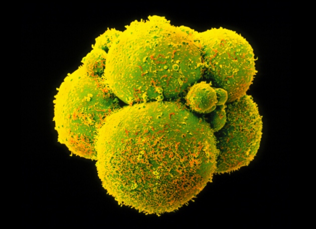 Embryo editing: The ethics of CRISPR