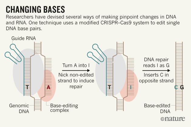 De truc om T door C te vervangen in DNA