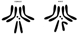 A diagram compares the shapes of four chromosome pairs in male fruit flies to those in female fruit flies. Two pairs of chromosomes found in both sexes are represented here as two pairs of boomerang-shaped structures. A third pair of chromosomes found in both sexes is represented here as two small circles. The fourth pair of chromosomes in the female looks like two straight stick-like structures positioned side by side. In the male, the fourth pair of chromosomes looks like a single stick-like structure beside a stick-like structure with a kinked, hook-shaped end.