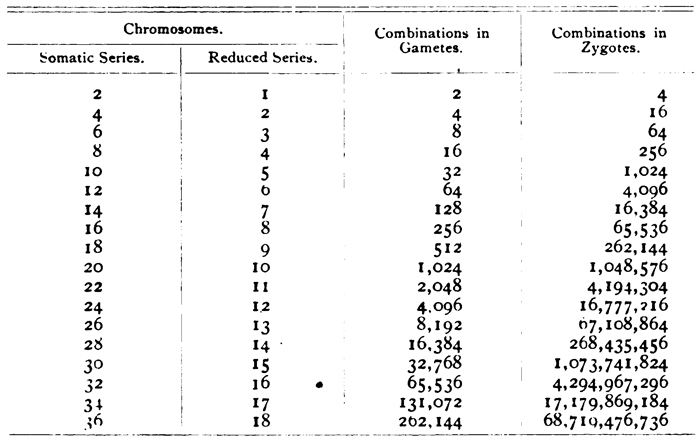 A four-column table shows how the number of potential chromosome combinations corresponds to the total number of chromosomes in both gametes and zygotes. The first column shows the number of chromosomes in somatic cells. The second column shows the number of chromosomes in a reduced series. The third column shows the number of possible chromosome combinations in gametes. The fourth column shows the number of possible chromosome combinations in zygotes.