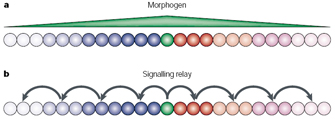 A diagram of long-range signaling is shown two different ways. The top shows how signaling is carried out through a morphogen gradient, depicted as a long, low, green isosceles triangle over a linear group of cells. The gradient is highest at the center cell and decreases as distance is increased from that center cell. The bottom depicts a signaling relay from a central cell that is passed sequentially outward to neighboring cells.