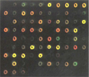 This microarray scan has 90 spots arranged in 10 columns with 9 rows. The spots look like O’s and are red, green, and yellow against a black background.