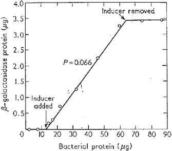 This line graph shows beta-galactosidase protein production as a function of total bacterial protein. Upon addition of an inducer for the beta-galactosidase gene, beta-galactosidase protein increases linearly as the bacterial culture grows, and the line representing this relationship has a slope of 0.066. When the inducer is removed, no further beta-galactosidase protein is produced even though the bacterial culture continues to grow.