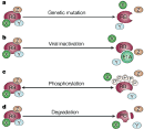 This four-panel diagram shows four mechanisms of RB inactivation: genetic mutation, viral inactivation, phosphorylation, and degradation.