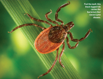 A high magnification photograph shows an adult tick perched on a green stem. The tick has eight brown legs and an oviform body that is brown close to the head and orange toward the back.