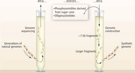 A two-part schematic diagram shows two different processes: genome sequencing and genome construction. These processes are represented by drawings of side-by-side test tubes. The test tube on the left shows genome sequencing, with DNA entering the test tube and DNA sequence emerging from the test tube. The test tube on the right shows genome construction with DNA sequence entering the test tube and a synthetic genome exiting the test tube.