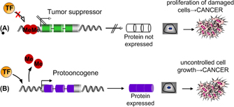 Epigenetic modifications may lead to cancer by two proposed mechanisms. Panel A illustrates how methylation of a tumor suppressor gene may lead to cancer. Panel B illustrates how demethylation of a proto-oncogene may lead to cancer.