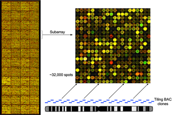 This complex figure shows a whole genome microarray on the left that includes 48 subarrays. An enlarged subarray from the whole genome array has 400 yellow, green, and red spots of varying intensity. Beneath the subarray is a series of overlapping blue bars that represent tiled BAC clones, which corresponds to the spots on the subarray above and to locations on a banded chromosome shown immediately below.