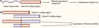 A schematic diagram shows two alternative consequences of chromosome translocations. In panel A, a gene promoter for one gene (gene A) is depicted as a horizontal, squiggly purple cylinder. The gene A promoter is adjacent to a coding region of gene B, depicted as a red rectangle. The juxtaposition of the gene A promoter with the gene B coding region results in altered expression of gene B, which can cause leukemia or lymphoma. In panel B, the coding region of gene A is depicted as a horizontal red rectangle. Gene A is above and parallel to the coding region of gene B, depicted as a horizontal purple rectangle. A translocation between the two coding regions results in two recombined DNA molecules, depicted as horizontal rectangles. Half of each DNA molecule is red and half is purple. One DNA molecule contains approximately 75% of each of the original coding regions, and the other DNA molecule contains the remaining 25% of each of the original coding regions. The recombined DNA results in the expression of fusion proteins.