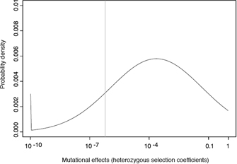 A line graph shows the probability density of mutational effects. A log scale of mutational effects is shown on the x-axis, and probability density is shown on the y-axis. The line follows the shape of a right-skewed bell curve. Probability density increases as mutational effects increase from 10-10 to 10-4, where the curve peaks. As mutational effects increase from 10 4 to 1, probability density decreases. All mutational effects equal to or less than 10-10 are shown as a spike at 10-10 on the x-axis.