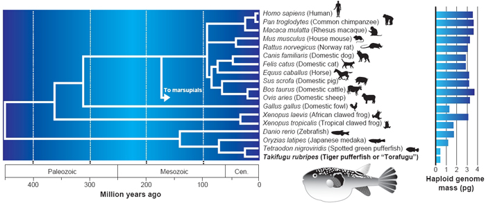 This multipanel illustration shows a phylogenetic tree for 18 vertebrate organisms. The names of the organisms are accompanied by pictograms or drawings of the animals. A bar graph shows the haploid genome mass of each of the organisms, ranging from 0 to 4 picograms of DNA.