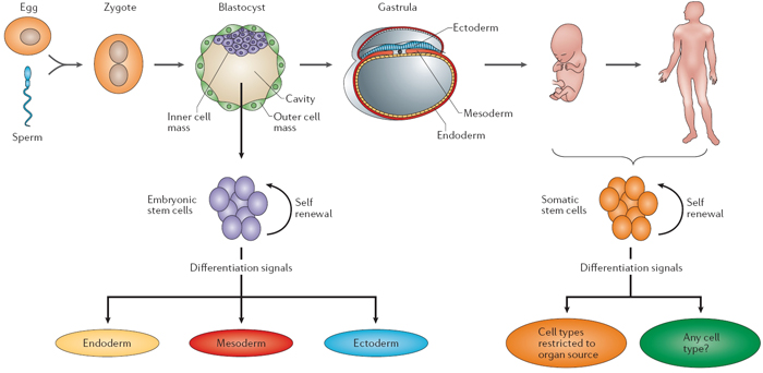 A diagram shows a fertilized egg developing into an adult human being in six basic stages: egg and sperm, zygote, blastocyst, gastrula, fetus, and adult. Each stage is represented by a schematic illustration, and each illustration is separated by arrows that indicate the direction of flow. The blastocyst stage and the development of a fetus into an adult are shown in a second illustration below the first. These additional illustrations show how differentiation signals influence development.