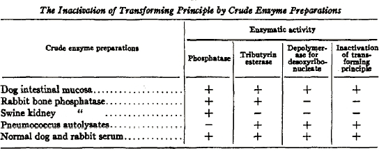 A five-column table shows the enzymatic activity of five crude enzyme preparations. The enzyme preparations are listed in column one. Four types of enzymatic activity occupy columns two through five. A plus or minus sign in each of columns two through five indicate the presence or absence of activity in each of the crude enzyme preparations.