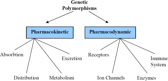 A diagram shows two horizontal blue rectangles side-by-side. The left-hand rectangle represents pharmacokinetics, and the right-hand rectangle represents pharmacodynamics. Four vertical lines branch off from each rectangle. The lines that branch from the left-hand rectangle each represent the four processes encompassed by pharmacokinetics. The lines that branch from the right-hand rectangle each represents four examples of target cells that may be the subject of study in pharmacodynamic research.