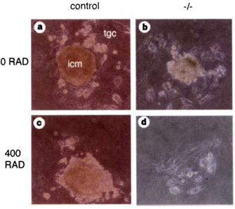 A photomicrograph montage shows two columns of images. The left column shows wild-type cells untreated with radiation (panel a) or treated with 400 rad of gamma radiation (panel c). The right column shows Brca2 mutant cells untreated with radiation (panel b) or treated with 400 rad of gamma radiation (panel d). A dense clump of cells is visible in panels A and B. A dense clump of cells is also visible in panel C but is significantly reduced in panel D, indicating that Brca2 mutants treated with 400 rad of gamma radiation experience significant loss of inner cell mass compared to wild type cells that receive the same radiation treatment.
