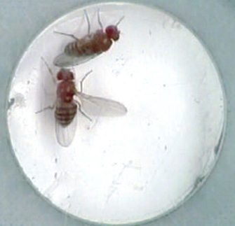 This photograph shows two female fruit flies in a dish. One female expresses the male-specific fruitless protein and displays male courtship behavior by extending her wing and singing towards the wild-type female.