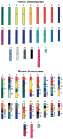 This schematic shows the human chromosomes (22 autosomes and the X and Y sex chromosomes), with each chromosome shaded in a unique color. Each of the mouse chromosomes (19 autosomes and the X and Y sex chromosomes) is color coded in blocks that correspond to the human chromosome colors, indicating genetic similarity between the mouse and human. Sections of the mouse chromosomes that do not correlate to a human chromosome are marked by black diagonal lines on a white background.