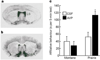 This multipanel figure shows two autoradiographs of vole brain slices and a bar graph displaying affiliative behaviors in prairie and montane voles. The montane vole brain has higher V1A-receptor binding in the lateral septum, whereas the prairie vole has higher V1A-receptor binding in the diagonal band. In addition, prairie voles demonstrate affiliative behavior approximately three to four times more frequently than montane voles after administration of arginine vasopressin.