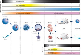 Gene Expression Regulates Cell Differentiation | Learn Science at Scitable