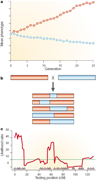 This three-panel figure contains a line graph of mean phenotype by generation in panel A, an illustration of recombination of parental strains of DNA in panel B, and a composite interval mapping graph in panel C. These three figures combine to illustrate the process of quantitative trait locus mapping for two divergent traits.