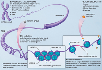 This illustration shows how epigenetic modifications of the genome, such as DNA methylation and histone modification, affect whether genes are active or not.