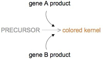 A conceptual diagram with words and arrows shows how the products of two different genes can affect the color of wheat kernels. The main pathway is depicted with the word precursor followed by a grey, horizontal, dashed arrow leading to the words colored kernel. In the diagram, the text colored kernel is shown in light brown to represent the color of the wheat kernel. The product of either gene A or gene B can convert the precursor molecule into the pigment responsible for coloring the wheat kernel. This action is shown by curved, solid black arrows leading from the words gene A product above and gene B product below to the dashed arrow of the main reaction.